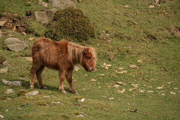Carneddau pony, early spring in the Carneddau mountains