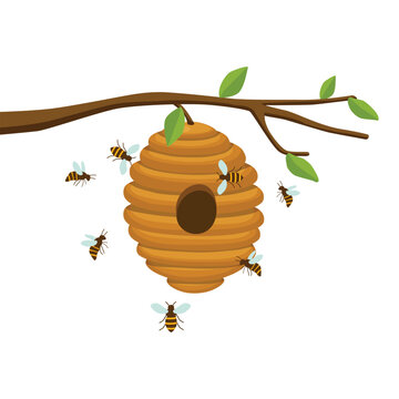 honey beehive hanging on a tree branch with bees flying around