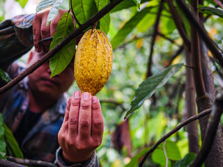Cocoa farmer use pruning shears to cut the cacao pods or fruit ripe yellow cacao from the cacao...