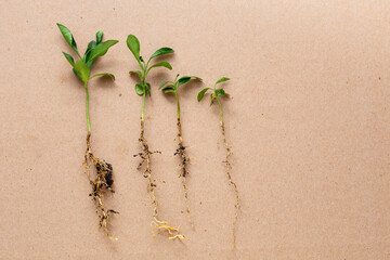 Plantas de mandarina, citrus nobilis en sus etapas de crecimiento