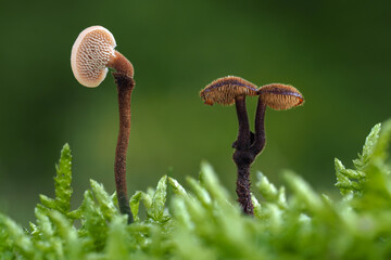Pinecone mushrooms (Auriscalpium vulgare)