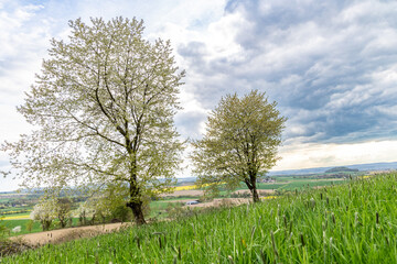 A cherry trees blooms on a green meadow
