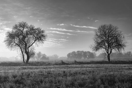 Black and white landscape with haze and two trees on the horizon. Photograph taken in Batres, Madrid (Spain).