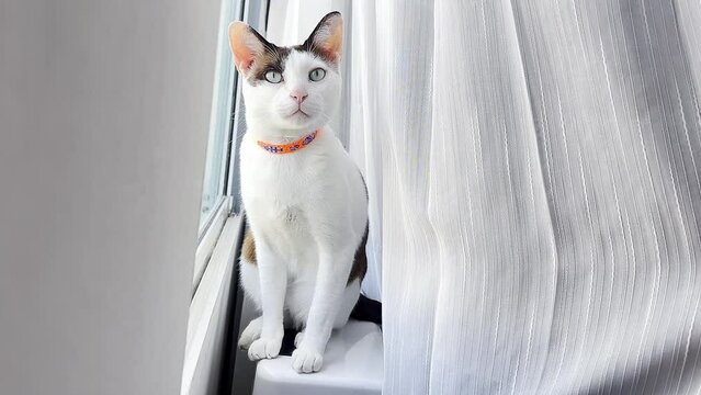 Cat relaxing on the table