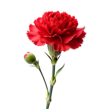 Red carnation flower isolated on transparent background.