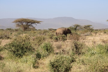 Elefante africano y beb&eacute; elefante.