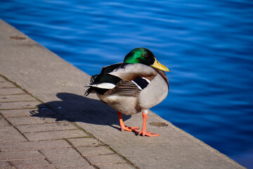 Duck Standing by Waters Edge