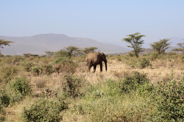 Elefante africano y bebé elefante.