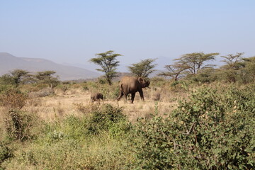 Fototapeta premium Elefante africano y bebé elefante.
