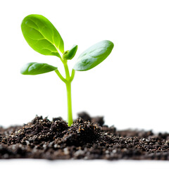 Sprout growing in soil isolated on white background, photo, png
