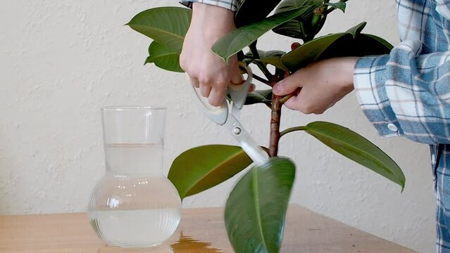 Ficus home plant care. A young girl trims the leaves of the ficus branch and places it in water for rooting. Ficus propagation