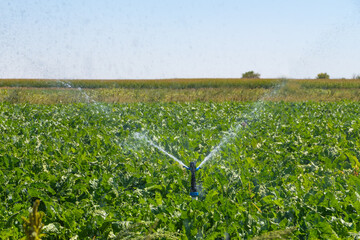 Close-up of the irrigation system in a field on a sunny day