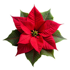 Christmas poinsettia flower isolated on transparent background.