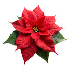 Christmas poinsettia flower isolated on transparent background.