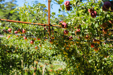 red apple tree