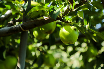 apples on tree