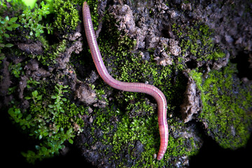 an earthworm that crawls on the mossy ground.