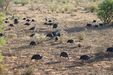 Gallinas de Guinea.