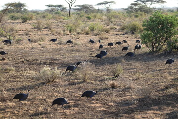 Gallinas de Guinea.