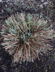 A trimmed lavender bush in an open space in spring