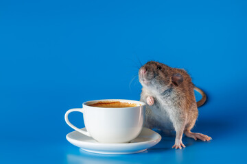 The rat invites you to drink coffee. White cup with drink. Rodent isolated on a blue background for...