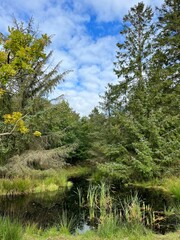 Fototapeta premium lake in the forest