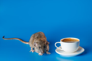 The rat invites you to drink coffee. White cup with drink. Rodent isolated on a blue background for...