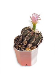 Gymnocalicium hybrid cactus blossom with pink flower isolated on white background.