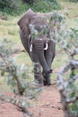 Elefante africano.