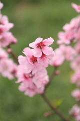 tree flowers