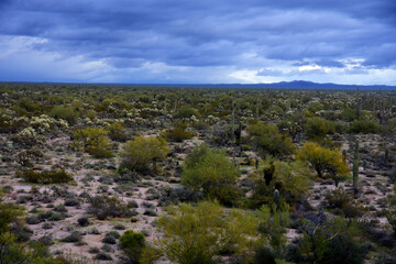 Fototapeta na wymiar Central Sonora Desert Arizona