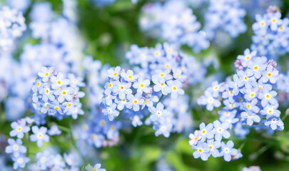 Blooming forget-me-not flowers as background. Spring flowers - 767909837