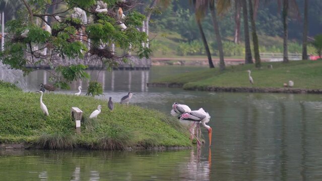 Various types of birds like to habitat at the island of the lake in Permaisuri Lake Gardens Kuala Lumpur.