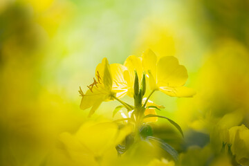 Yellow summer flowers in a garden. Evening Primrose, Oenothera - 767910010