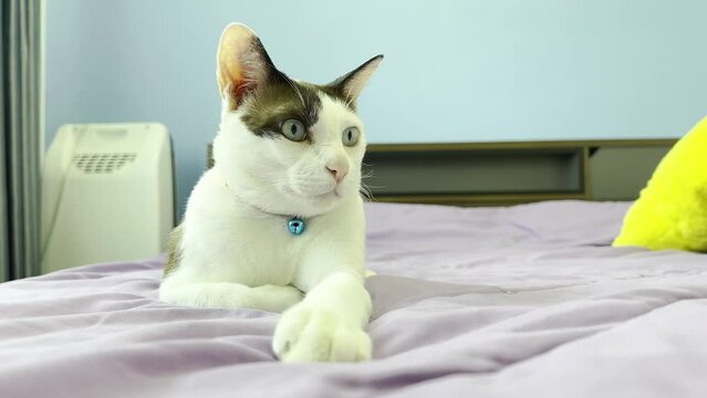 Cat relaxing on the bed
