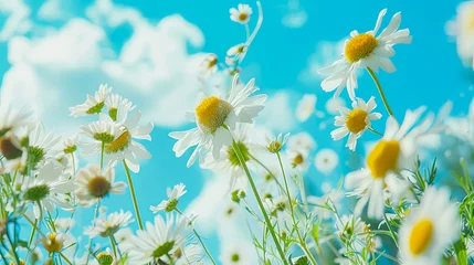 Fotobehang Bunte Blumen auf einer Sommerwiese. Sommerzeit in voller Pracht. Natur erwacht © shokokoart