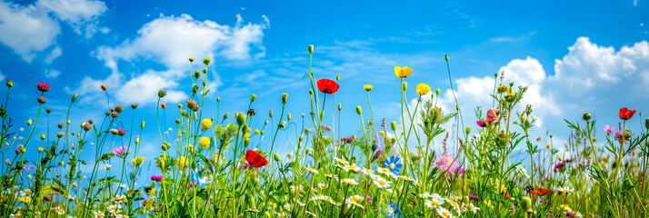 Bunte Blumen auf einer Sommerwiese. Sommerzeit in voller Pracht. Natur erwacht - obrazy, fototapety, plakaty