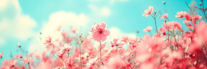 Foto op Plexiglas Bunte Blumen auf einer Sommerwiese. Sommerzeit in voller Pracht. Natur erwacht © shokokoart