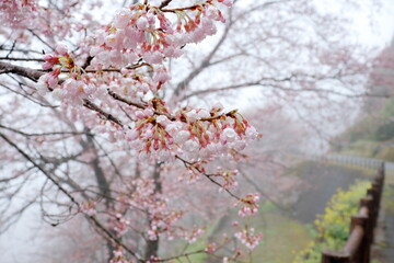 ひょうたん桜の蕾を眺める　（高知県　仁淀川町）