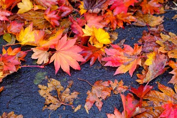 Colourful maple leaf on wet footpath in autumn