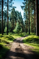 Fototapeta premium Tranquil green forest scenery with lush foliage and asphalt road winding through in the summer