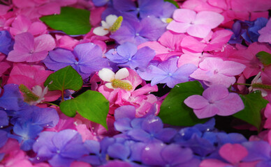 Floating flowers in the water