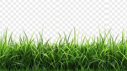 Fresh Green Grass Isolated on Transparent Background
