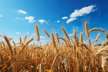 minimalistic design beautiful illustration of a field of ripe wheat against the blue sky,