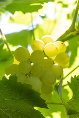 a cluster of delicious grapes on a branch. an appetizing, sparkling sight.