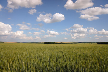 Obraz premium Field of wheat, blue sky and white clouds with a forest on the horizon. Sunny summer view.