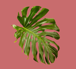 Monstera Leaf on Pink Isolated Background