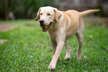 Portrait of labrador brown dog