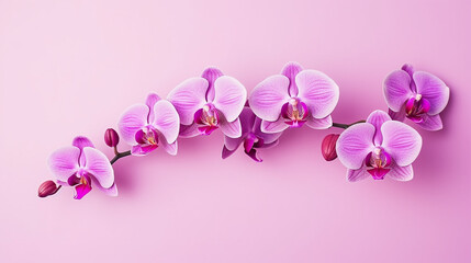 Orchid flower branch on bright pink background
