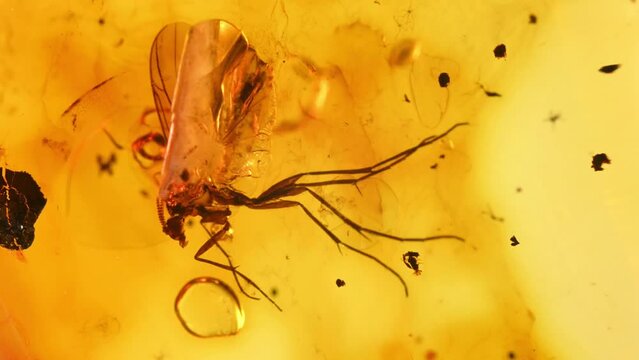 Prehistoric fly preserved in amber (fossilized tree resin)